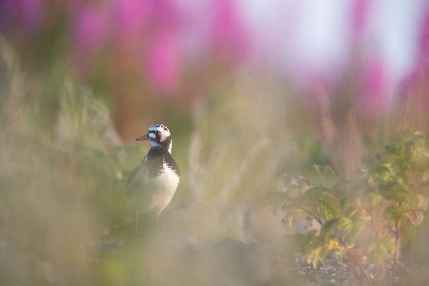 12885_roskarl_foto Peter Rosen_LapplandMedia__N9I2741_1500pxl.jpg