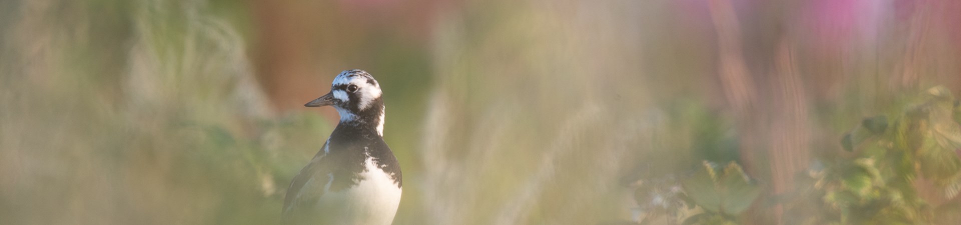 12885_roskarl_foto Peter Rosen_LapplandMedia__N9I2741_1500pxl.jpg