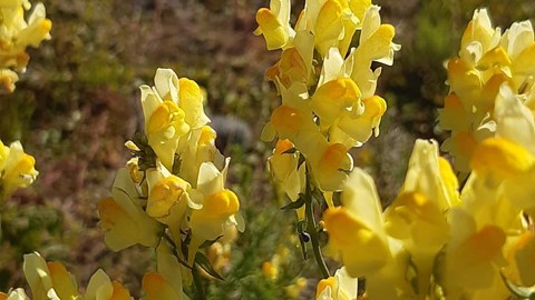 gul blomma 3.jpg