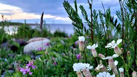 bild blommor Malören Mia 2021.jpg