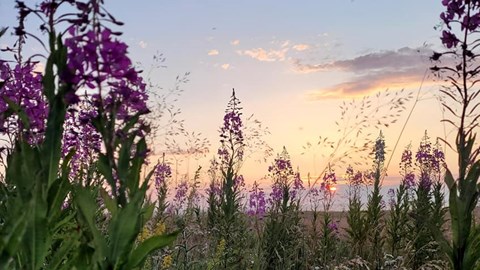 vacker växtbild.jpg (1)